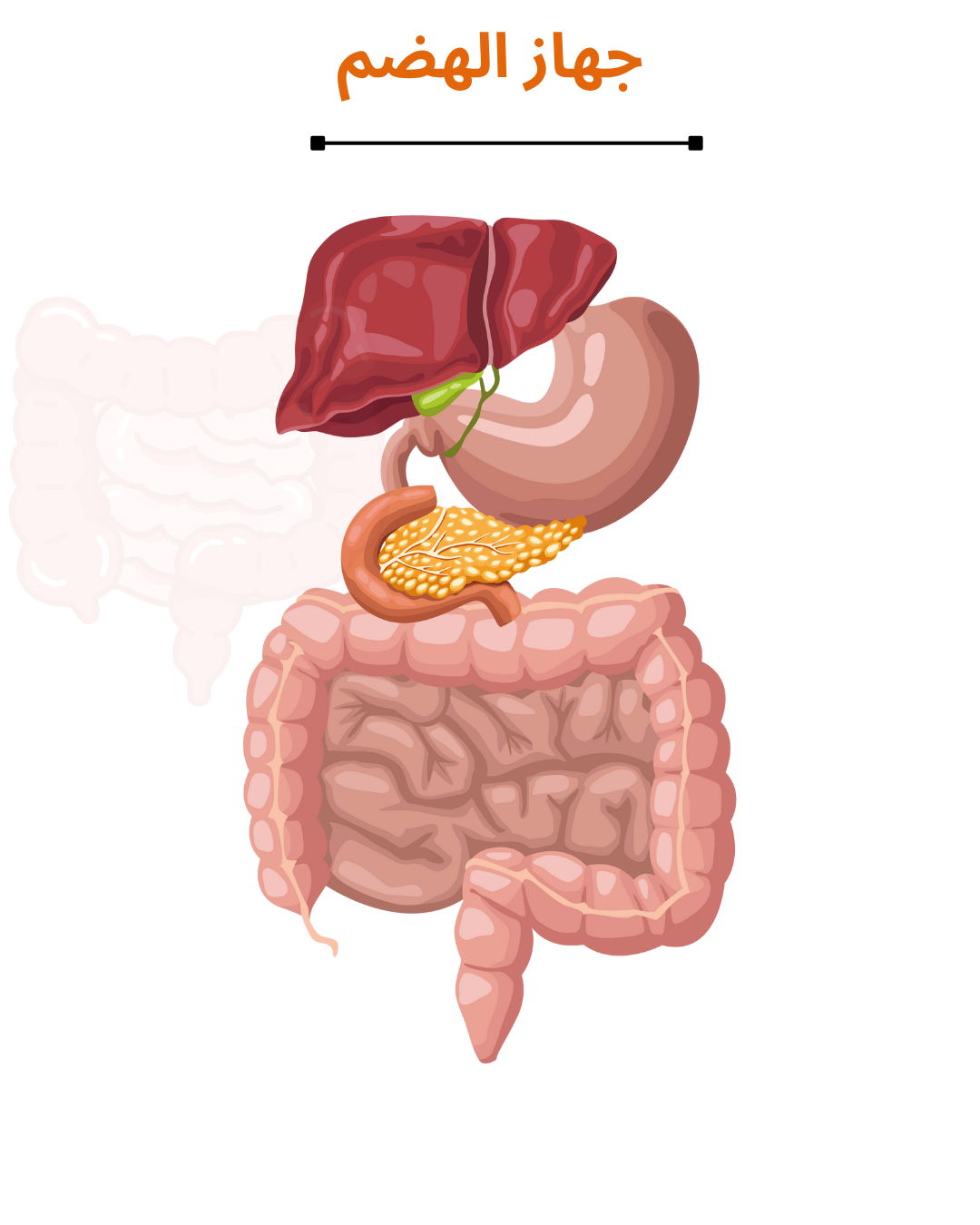 تحضير لإمتحان البجروت في موضوع علم الأحياء: جسم الإنسان